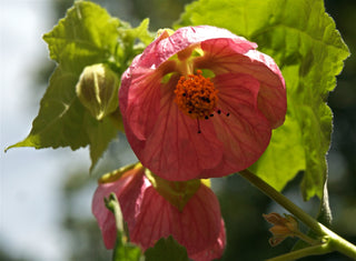Abutilon striatum <br>FLOWERING MAPLE MIX, LARGE VEINED