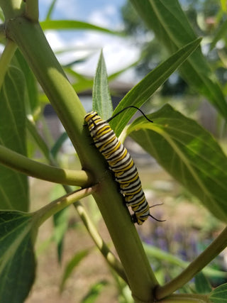 Asclepias exaltata <br>POKE MILKWEED, TALL MILKWEED