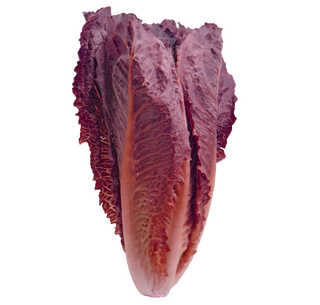 Lactuca sativa <br>ROMAINE LETTUCE 'POMEGRANATE CRUNCH'