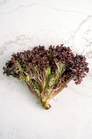 Lactuca sativa <br>LETTUCE RED OAK-LEAF