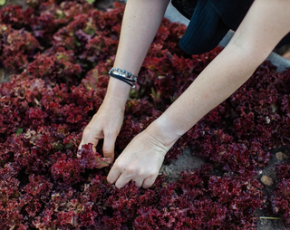 Lactuca sativa <br>LETTUCE RED OAK-LEAF