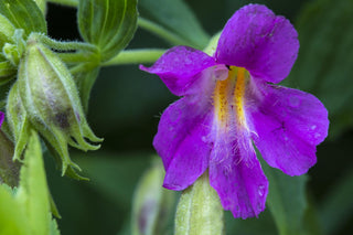 Mimulus lewisii <br>LEWIS'S MONKEY FLOWER