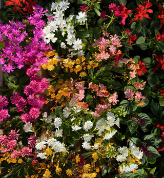 Lewisia cotyledon LEWISIA MIX
