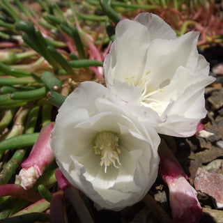 Lewisia rediviva <br>OREGON BITTERROOT