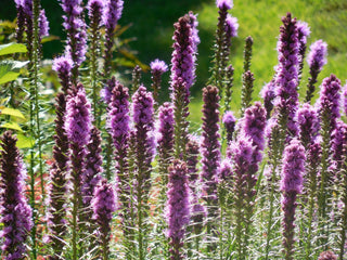 Liatris scariosa <br>EASTERN BLAZING STAR, LARGE GAYFEATHER, SEPTEMBER GLORY