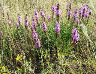 Liatris punctata <br>DOTTED BLAZING STAR