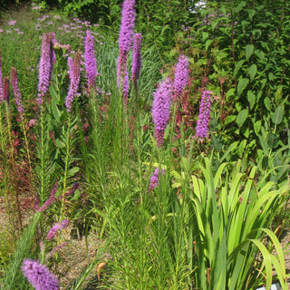 Liatris pycnostachya <br>PRAIRIE BLAZING STAR