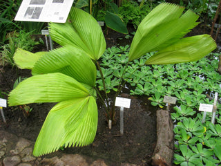 Licuala grandis, Pritchardia grandis <br>RUFFLED FAN PALM