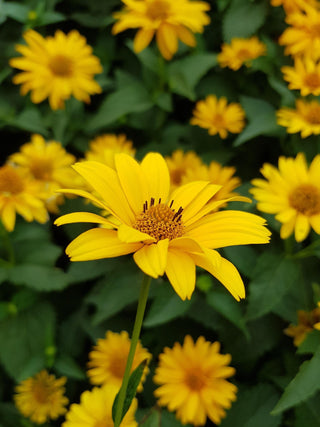 Heliopsis helianthoides scabra <br>COMPACT EARLY OXEYE SUNFLOWER