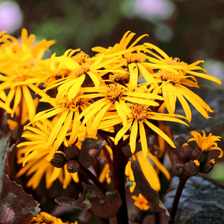 Ligularia dentata <br>BLACK RED RAGWORT, MIDNIGHT