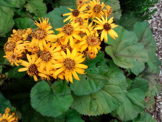 Ligularia dentata <br>RAGWORT, GROUNDSEL