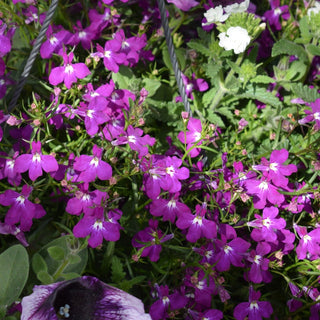 Lobelia erinus pendula <br>TRAILING LOBELIA 'ROSAMOND'