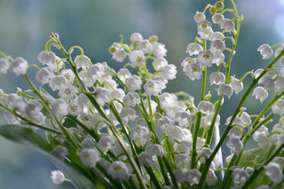 Convallaria majalis <br>LILY OF THE VALLEY