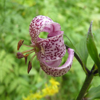 Lilium martagon <br>PINK TURK'S CAP LILY, MICHIGAN LILY