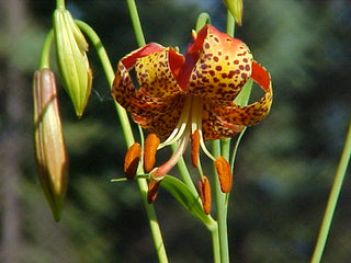 Lilium michiganense <br>MIXED COLOURS TURK'S CAP LILY, MICHIGAN LILY <br>Organic