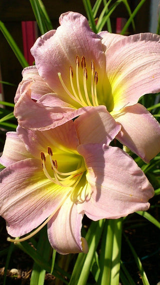 Hemerocalis <br>DAYLILY FIELD MIX