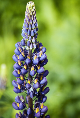 Lupinus perennis <br>LUPIN GALLERY BLUE-YELLOW