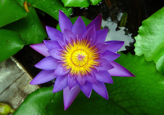 Nymphaea nouchali, Nymphaea caerulea <br>BLUE WATER LILY, BLUE LOTUS