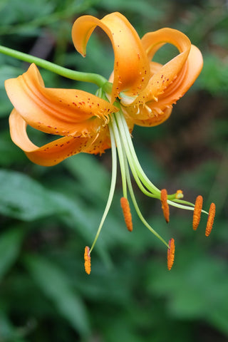 Lilium michiganense <br>MIXED COLOURS TURK'S CAP LILY, MICHIGAN LILY <br>Organic
