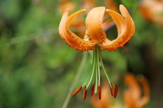 Lilium michiganense <br>MIXED COLOURS TURK'S CAP LILY, MICHIGAN LILY <br>Organic
