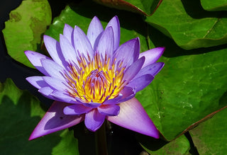 Nymphaea nouchali, Nymphaea caerulea <br>BLUE WATER LILY, BLUE LOTUS