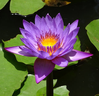 Nymphaea nouchali, Nymphaea caerulea <br>BLUE WATER LILY, BLUE LOTUS