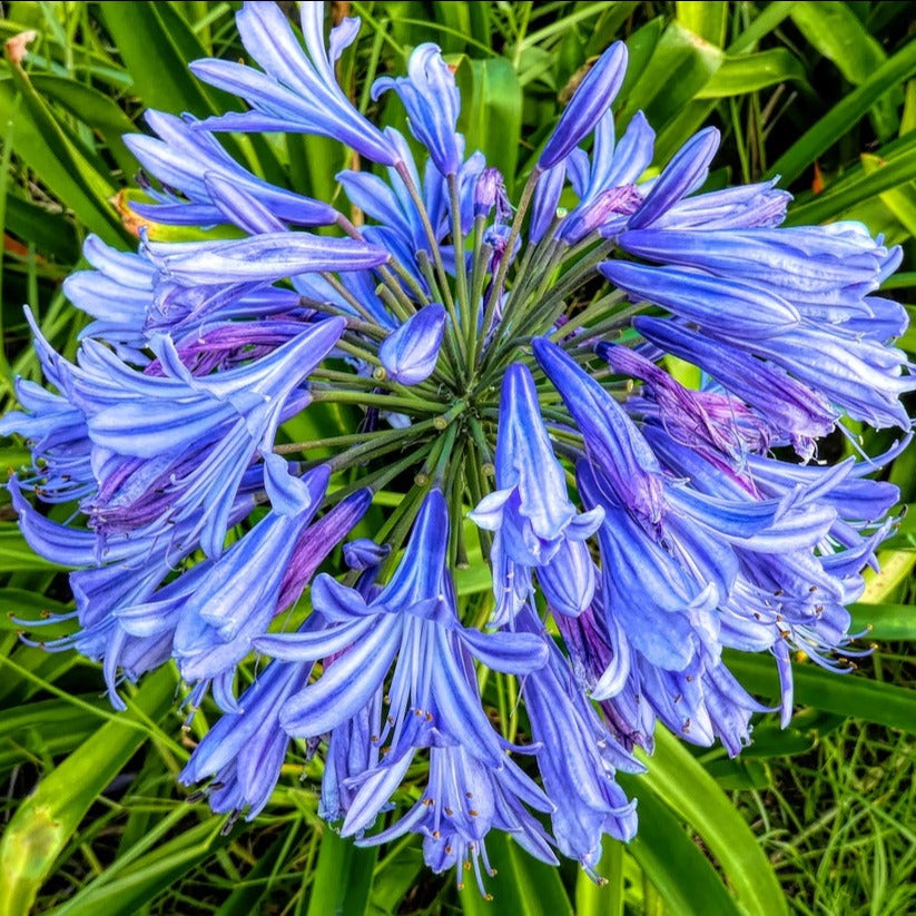 agapanthus blue lily of the nile flower Agapanthus africanus umbellatus GIANT LILY OF THE NILE – Ferri Seeds