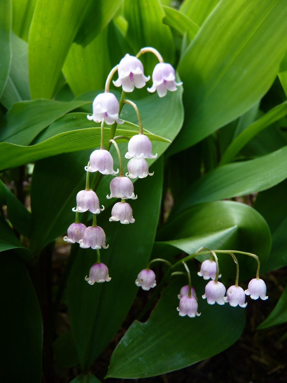 lily of the valley flower pink Convallaria majalis PINK LILY Of The VALLEY – Ferri Seeds