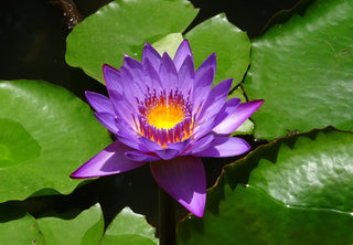 Nymphaea nouchali, Nymphaea caerulea <br>BLUE WATER LILY, BLUE LOTUS