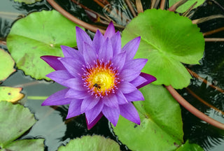 Nymphaea nouchali, Nymphaea caerulea <br>BLUE WATER LILY, BLUE LOTUS