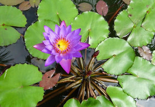 Nymphaea nouchali, Nymphaea caerulea <br>BLUE WATER LILY, BLUE LOTUS