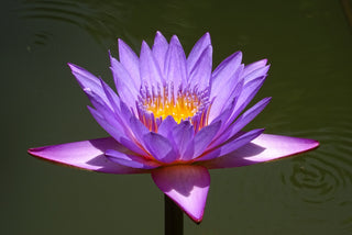 Nymphaea nouchali, Nymphaea caerulea <br>BLUE WATER LILY, BLUE LOTUS