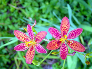 Belamcanda chinensis <br>BLACKBERRY LILY, LEOPARD FLOWER