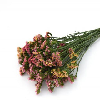 Limonium sinuatum <br>STATICE APRICOT