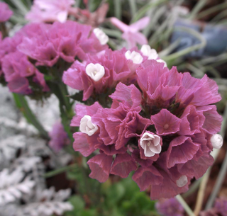 Limonium sinuatum <br>STATICE QIS ROSE