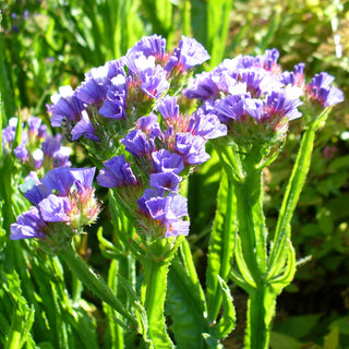 Limonium sinuatum <br>STATICE PASTEL BABY BLUE