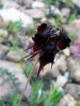 Linaria aeruginea <br>ROADSIDE TOADFLAX MIX