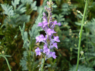 Linaria purpurea <br>PURPLE TOADFLAX