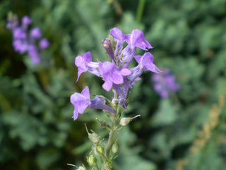 Linaria purpurea <br>PURPLE TOADFLAX