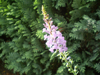 Linaria purpurea alba <br>TOADFLAX