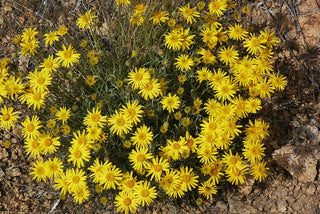 Erigeron linearis <br>DESERT YELLOW FLEABANE, NARROW LEAVED FLEABANE