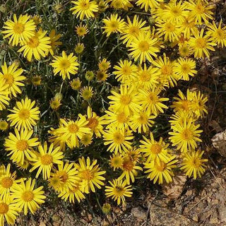 Erigeron linearis <br>DESERT YELLOW FLEABANE, NARROW LEAVED FLEABANE