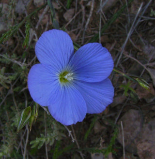 Linum narbonense <br>NARBONNE FLAX