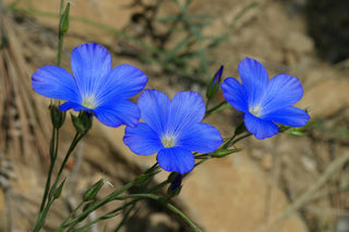 Linum narbonense <br>NARBONNE FLAX