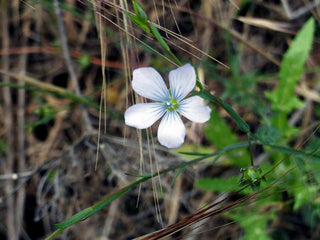 Linum tenuifolium <br>MOUNTAIN FLAX