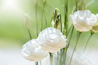 Eustoma grandiflorum <br>LISIANTHUS WHITE/CREAM MIX <br>Non-pelleted