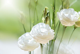 Eustoma grandiflorum <br>LISANTHUS WHITE