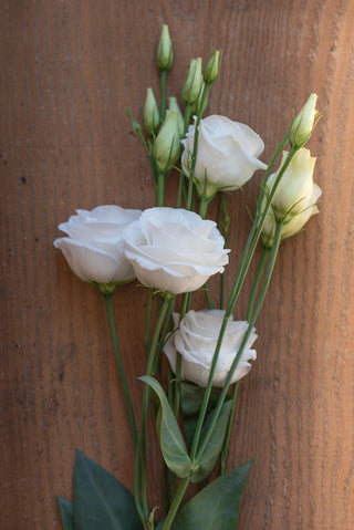 Eustoma grandiflorum <br>LISIANTHUS WHITE/CREAM MIX <br>Non-pelleted