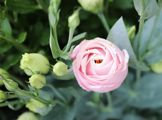 Eustoma grandiflorum <br>LISIANTHUS PINK