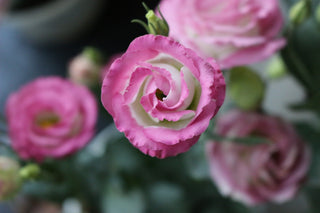 Eustoma grandiflorum <br>LISIANTHUS PICOTEE PINK